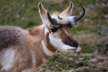 A pronghorn looking back at the camera while standing in a grassy meadow © Rose Guinther