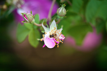 Fototapeta premium A bee sits on a rosebud against a bush. Close-up.