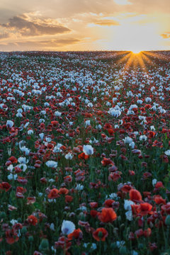 Beautiful poppy field at sunset © Jan Rozehnal