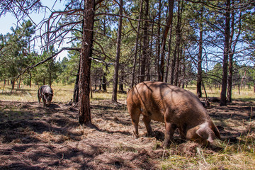 Hogs on pasture.