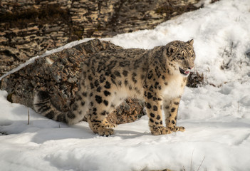 Himalaya Sow Leopard