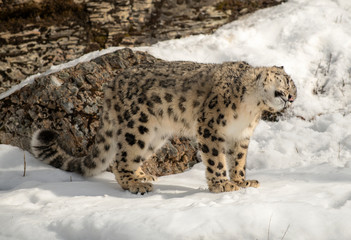 Himalaya Sow Leopard