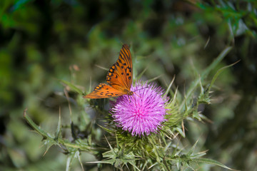 beautiful monarch butterfly fluttering over lilac flowers and thistles