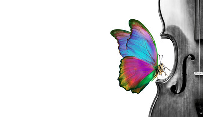 Melody concept. Butterfly sitting on a violin isolated on a white. Bright tropical butterfly....