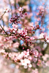 ALMENDRO EN FLOR