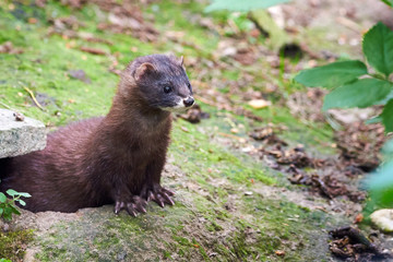 European Mink Closeup (Mustela lutreola)