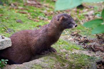 European Mink Closeup (Mustela lutreola)