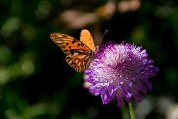 Fototapeta premium beautiful monarch butterfly fluttering over lilac flowers and thistles
