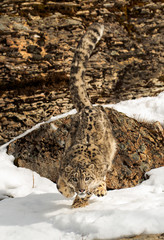 Himalaya Sow Leopard