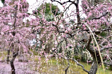 京都の梅の城南宮