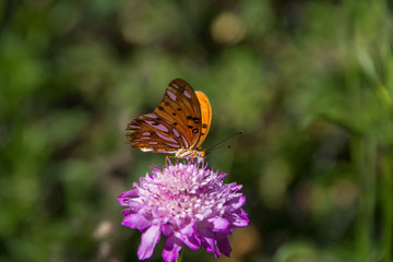 beautiful monarch butterfly fluttering over lilac flowers and thistles