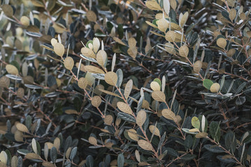 Branches and green-white leaves of a shrub