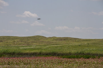 Fototapeta premium White-faced Ibis flys over Nebraska Sandhill wetland