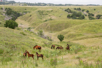Naklejka na ściany i meble Foals and broodmares on pasture