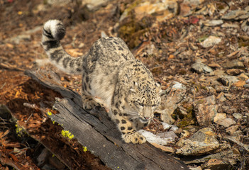 Himalaya Sow Leopard