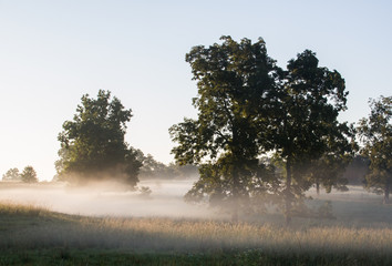 Misty cattle pasture © melissahemken.com