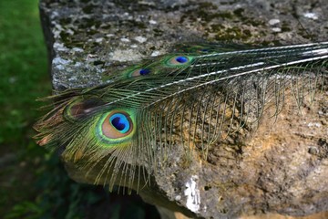 Beautiful peacock feathers on rock - Schöne Pfauenfedern auf Felsen