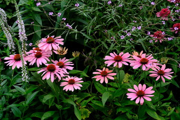 ピンクの花々＿デイジー