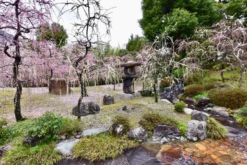 京都の梅の城南宮