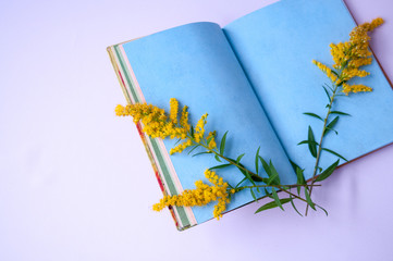 Yellow goldenrod flowers and blue open Notepad, space for text