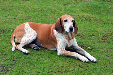 Portrait of an American English Coonhound