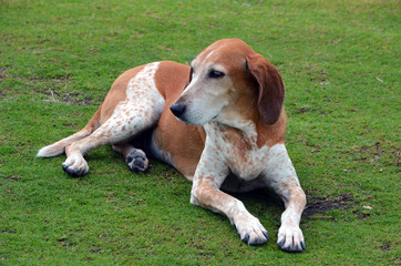 Portrait of an American English Coonhound