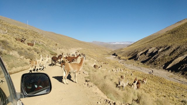 group of alpacas and llamas on a rural mountain road in the Andes of Peru, near ichu grasslands, you can see the rearview mirror of a car in the picture