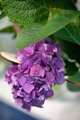 Purple hydrangea close-up. Flower of hydrangea - background