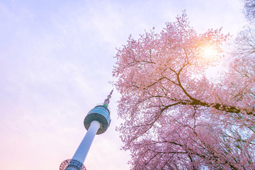 Seoul tower at Spring time with cherry blossom tree in full bloom, south Korea. 4k timelapse