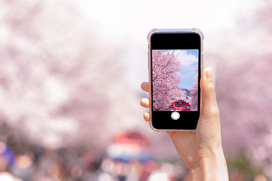 Spring cherry blossom flower for background or copy space for text for greeting card or invitation for wedding and engagement. Hand holding smartphone taking photo Pink flowers on screen.