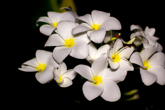 Floar branca