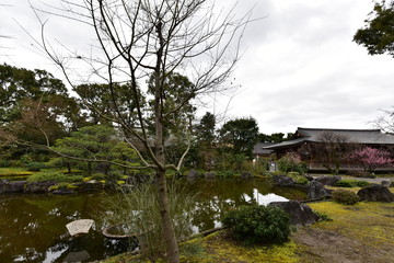 Fototapeta na wymiar 京都の梅の城南宮
