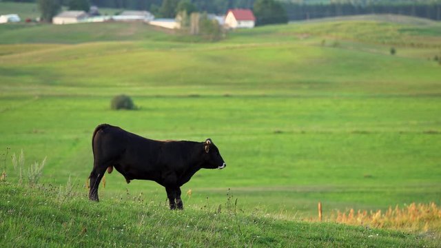 Cow on a meadow. Black young bullock on a pasture. Farm animals.