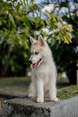 young siberian husky dog playing