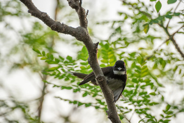 White-throated Fantail Flycatcher