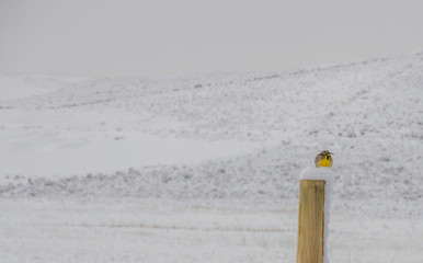 Meadow lark on fence post. © melissahemken.com