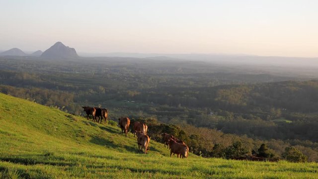 Cows on hill at sunset, mountain in background