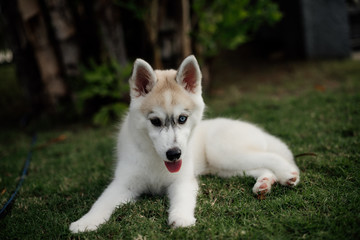 young siberian husky dog playing