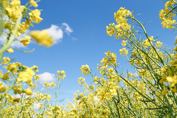 Fototapeta premium Rapeseed flowers against blue sky - view from low angle.