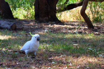 White cockatoo in Australia
