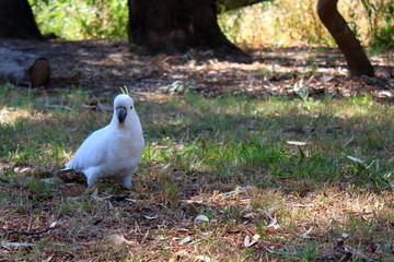 White cockatoo in Australia