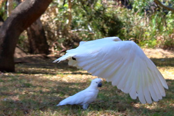 White cockatoo in Australia