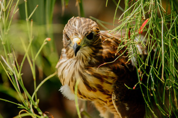 young hawk bird