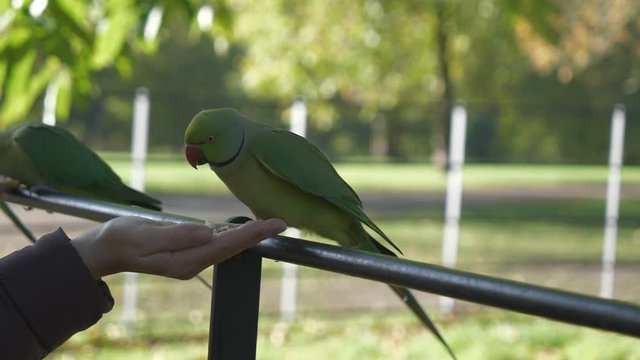 A parakeet feeding from a woman's hands.