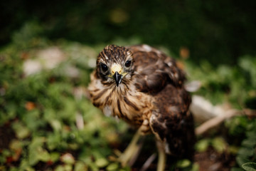 young hawk bird