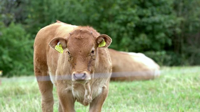 Young calf of red cows in the field during hygiene procedures.
