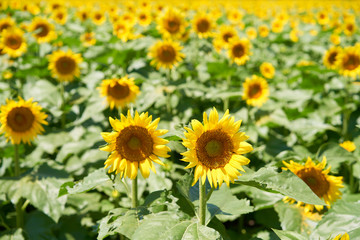 満開のひまわり