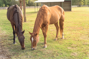 Two brown horses grazing grass at public park in Houston, Texas