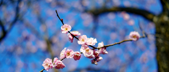 梅が咲いた 2020