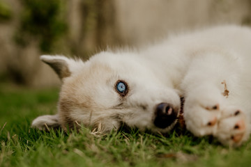 Fototapeta premium young siberian husky dog playing
